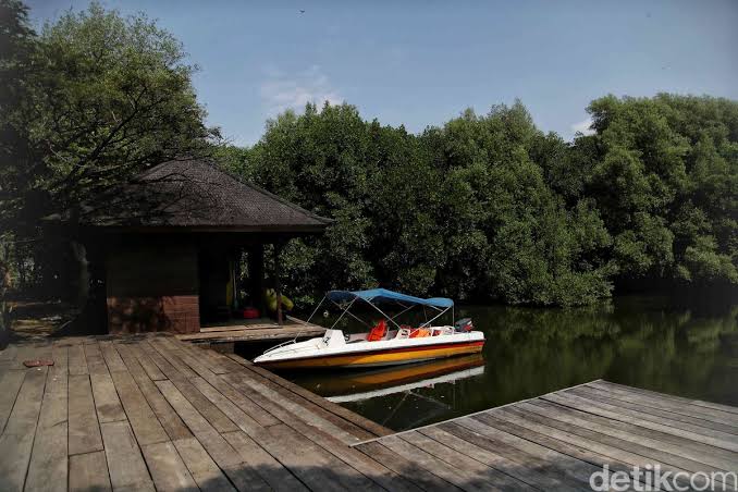 Kawasan konservasi hutan mangrove hijau yang asri di pesisir kota pintar patuh hukum PIK 2